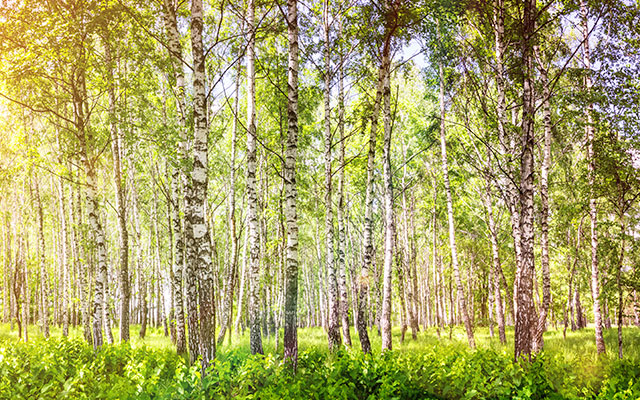 a group of trees in a forest